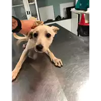 Foto dell\'animale cane - Matr. 2019/1863 - Microchip 380260043680567