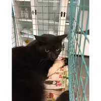 Foto dell\'animale gatto - Matr. 2019/1864 - Microchip 380260043640308