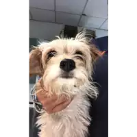 Foto dell\'animale cane - Matr. 2019/1866 - Microchip 380260043639615