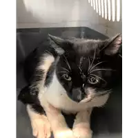 Foto dell\'animale gatto - Matr. 2019/1871 - Microchip 380260043646446