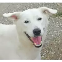 Foto dell\'animale cane - Matr. 2019/1870 - Microchip 380260002270603
