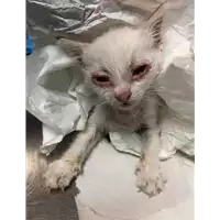 Foto dell\'animale gatto - Matr. 2019/1874 - Microchip 380260043872800