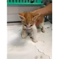 Foto dell\'animale gatto - Matr. 2019/1873 - Microchip 380260043873332