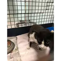 Foto dell\'animale gatto - Matr. 2019/1875 - Microchip 380260043630118