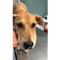 Foto dell\'animale cane - Matr. 2019/1878 - Microchip 380260043640462