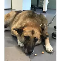 Foto dell\'animale cane - Matr. 2019/1879 - Microchip 380260043640501