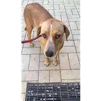 Foto dell\'animale cane - Matr. 2019/1876 - Microchip 380260043641419
