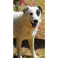 Foto dell\'animale cane - Matr. 2016/0847 - Microchip 380260042830205