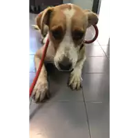 Foto dell\'animale cane - Matr. 2019/1877 - Microchip 380260043640920