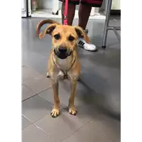Foto dell\'animale cane - Matr. 2019/1881 - Microchip 380260043640614