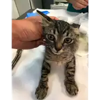Foto dell\'animale gatto - Matr. 2019/1882 - Microchip 380260043870014