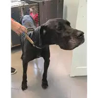 Foto dell\'animale cane - Matr. 2019/1883 - Microchip 380260002157530