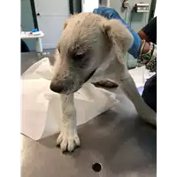 Foto dell\'animale cane - Matr. 2019/1887 - Microchip 380260043873312