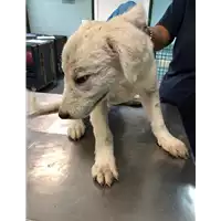Foto dell\'animale cane - Matr. 2019/1886 - Microchip 380260043873454