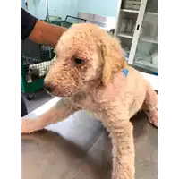 Foto dell\'animale cane - Matr. 2019/1885 - Microchip 380260043869766