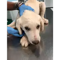Foto dell\'animale cane - Matr. 2019/1884 - Microchip 380260043870297