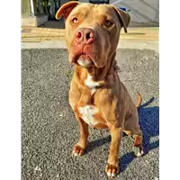 Foto dell\'animale cane - Matr. 2019/1888 - Microchip 380260042531659