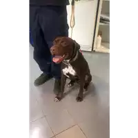 Foto dell\'animale cane - Matr. 2019/1890 - Microchip 380260043593827