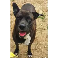 Foto dell\'animale cane - Matr. 2019/1651 - Microchip 380260043680589