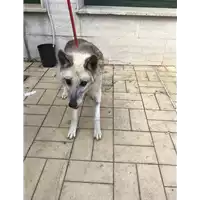Foto dell\'animale cane - Matr. 2019/1894 - Microchip 380260043717464