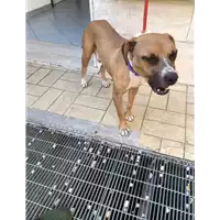 Foto dell\'animale cane - Matr. 2019/1893 - Microchip 380260043870291