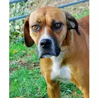 Foto dell\'animale cane - Matr. 2016/1750 - Microchip 380260042294678