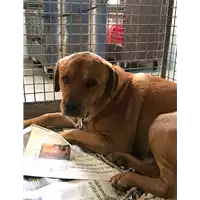 Foto dell\'animale cane - Matr. 2019/1896 - Microchip 380260070194115