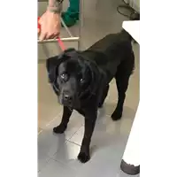 Foto dell\'animale cane - Matr. 2019/1895 - Microchip 380260101368413