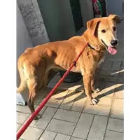 Foto dell\'animale cane - Matr. 2019/1898 - Microchip 380260043872543