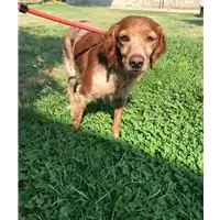 Foto dell\'animale cane - Matr. 2019/1899 - Microchip 380260002031654