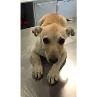 Foto dell\'animale cane - Matr. 2019/1901 - Microchip 380260043873336