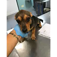 Foto dell\'animale cane - Matr. 2019/1902 - Microchip 380260043717791