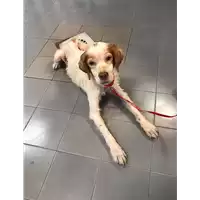 Foto dell\'animale cane - Matr. 2019/1906 - Microchip 380260043869978