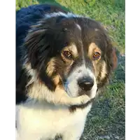 Foto dell\'animale cane - Matr. 2015/2125 - Microchip 380260042531137