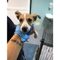 Foto dell\'animale cane - Matr. 2019/1908 - Microchip 380260043870337