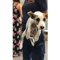 Foto dell\'animale cane - Matr. 2019/1910 - Microchip 380260043872647