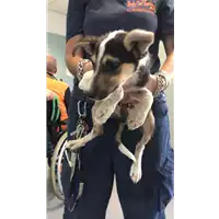 Foto dell\'animale cane - Matr. 2019/1911 - Microchip 380260043869853