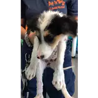 Foto dell\'animale cane - Matr. 2019/1912 - Microchip 380260043870161