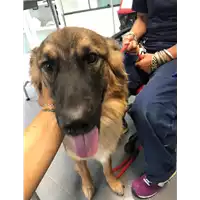 Foto dell\'animale cane - Matr. 2019/1915 - Microchip 380260101329108
