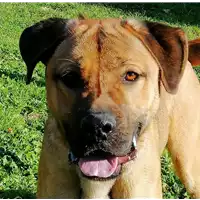 Foto dell\'animale cane - Matr. 2019/1905 - Microchip 380260043873172