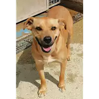 Foto dell\'animale cane - Matr. 2019/1909 - Microchip 380260043872870