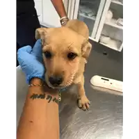 Foto dell\'animale cane - Matr. 2019/1913 - Microchip 380260043717517
