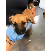 Foto dell\'animale cane - Matr. 2019/1914 - Microchip 380260043869966
