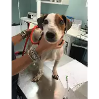 Foto dell\'animale cane - Matr. 2019/1916 - Microchip 380260043870466