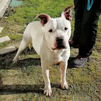 Foto dell\'animale cane - Matr. 2019/1920 - Microchip 380260043869887