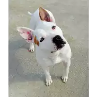 Foto dell\'animale cane - Matr. 2019/1922 - Microchip 380260043873202