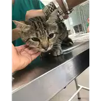 Foto dell\'animale gatto - Matr. 2019/1924 - Microchip 380260043872487
