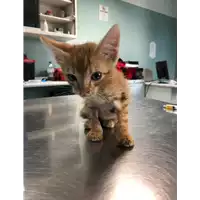 Foto dell\'animale gatto - Matr. 2019/1927 - Microchip 380260043873407