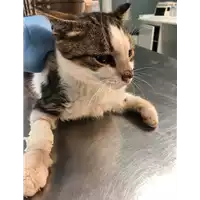 Foto dell\'animale gatto - Matr. 2019/1923 - Microchip 380260043873468