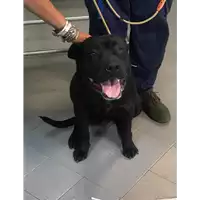 Foto dell\'animale cane - Matr. 2019/1939 - Microchip 380260043869703